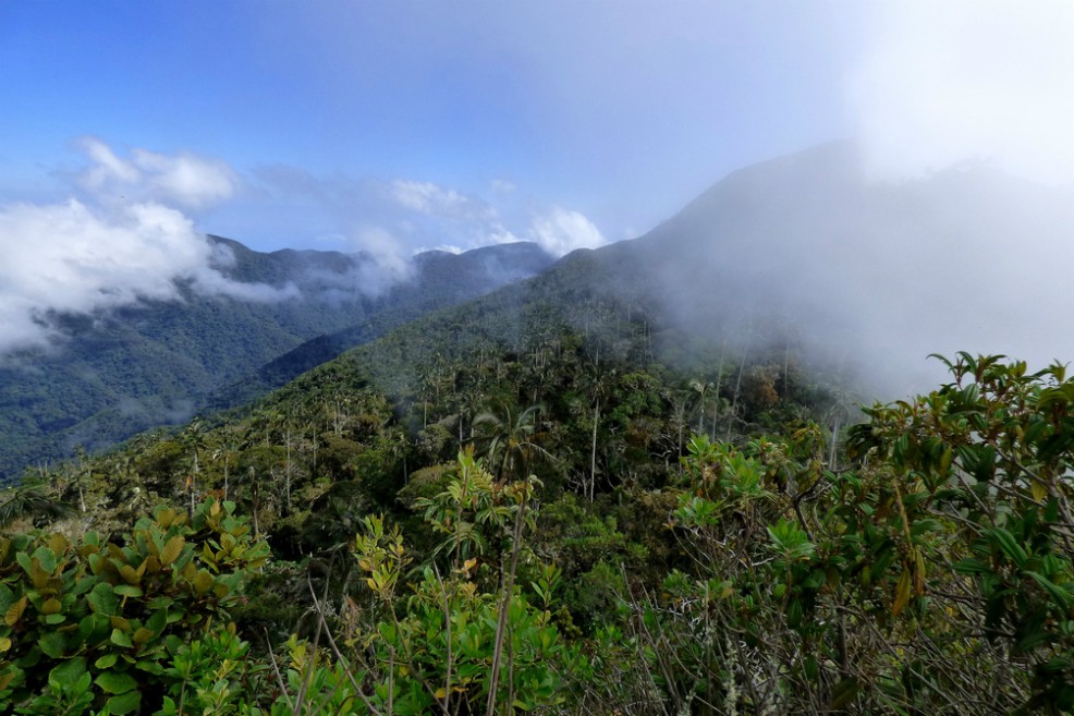 Por $25.000 usted puede sembrar un árbol en la Sierra Nevada de Santa Marta