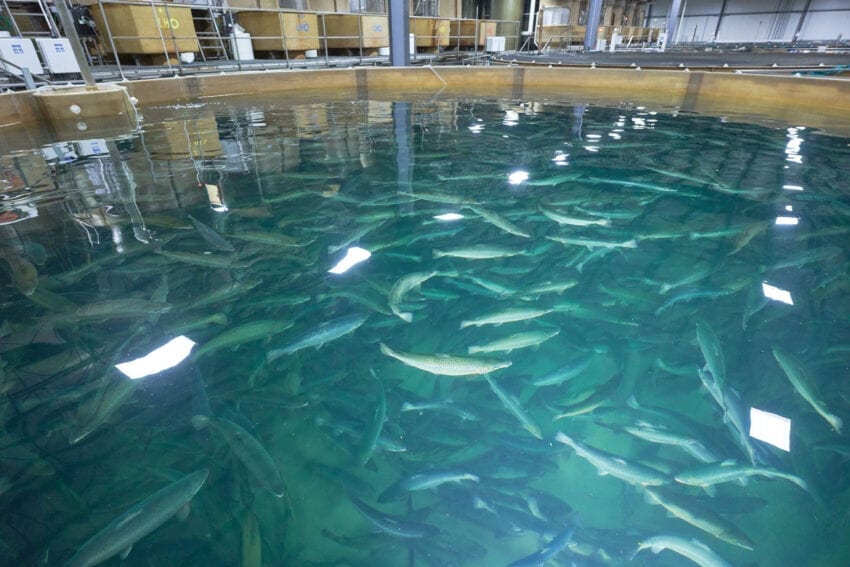 Brasil autorizó el uso de salmón transgénico para alimentación
