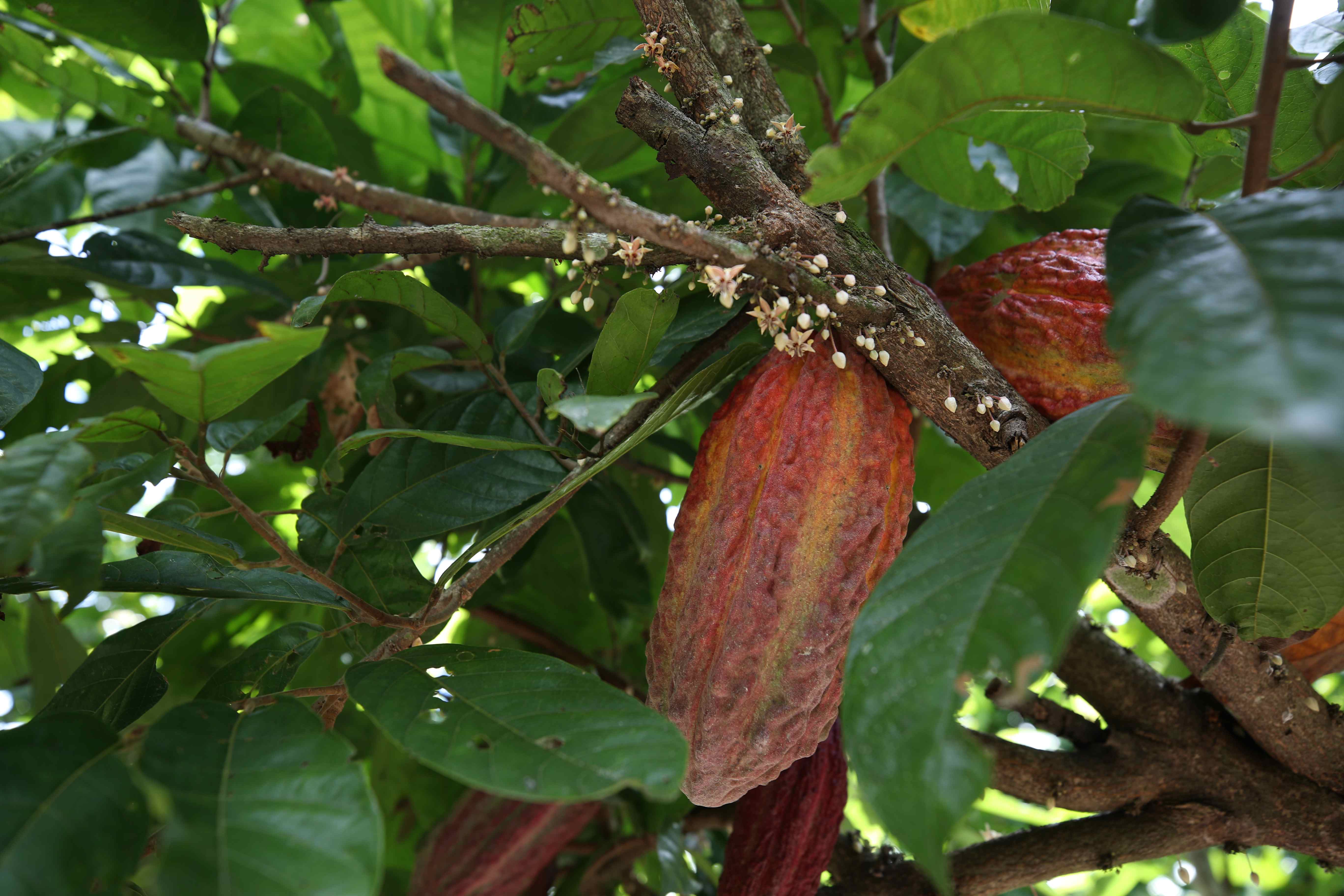 El cacao supera los 11.000 dólares la tonelada: ¿qué hay detrás de estos precios?