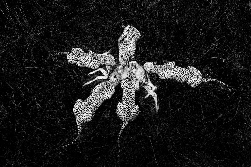 Categoría en blanco y negro: 
El ganador Paul Goldstein, de Reino Unido, por la escena que muestra a cinco guepardos comiéndose a un antílope. Esta imagen, aclara el fotógrafo, no fue tomada con dron.