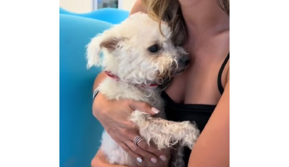 Pensó que su perrita había muerto atropellada, pero seguía viva tras cuatro años