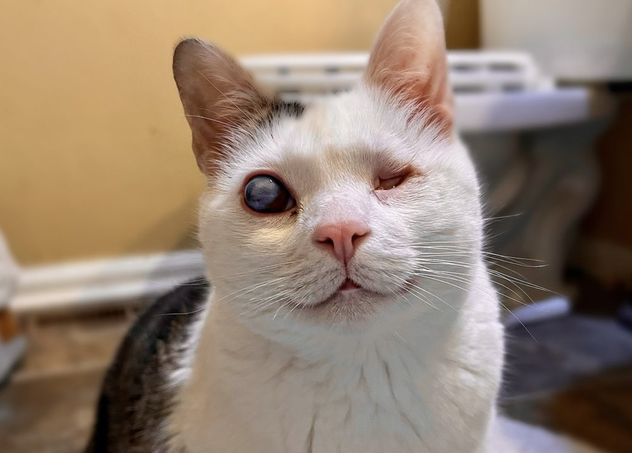 Amor a primer abrazo: gato ciego fue adoptado tras ser rescatado en guarida de oso