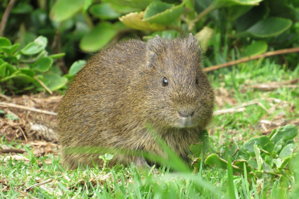 Así puede conocer la fauna silvestre que habita los humedales de Bogotá