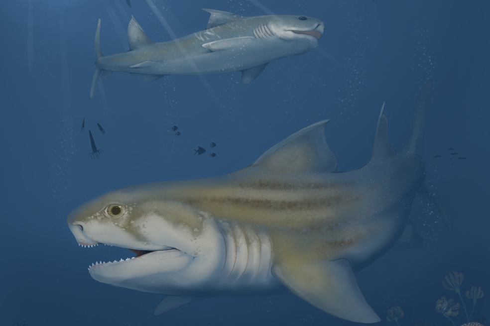 Descubren dos nuevas especies antiguas de tiburones