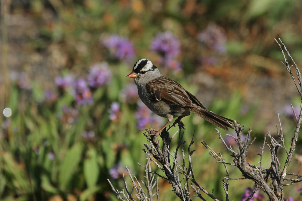 Los pesticidas pueden hacer que las aves se pierdan durante las migraciones
