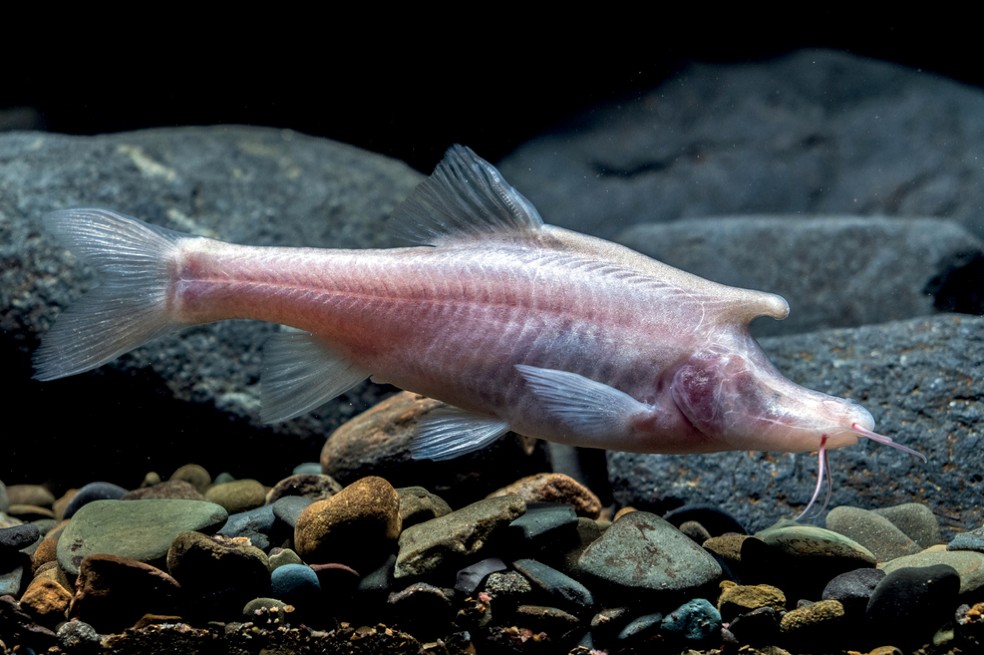 Encuentran una extraña especie de pez ciego con cuerno como el de un unicornio