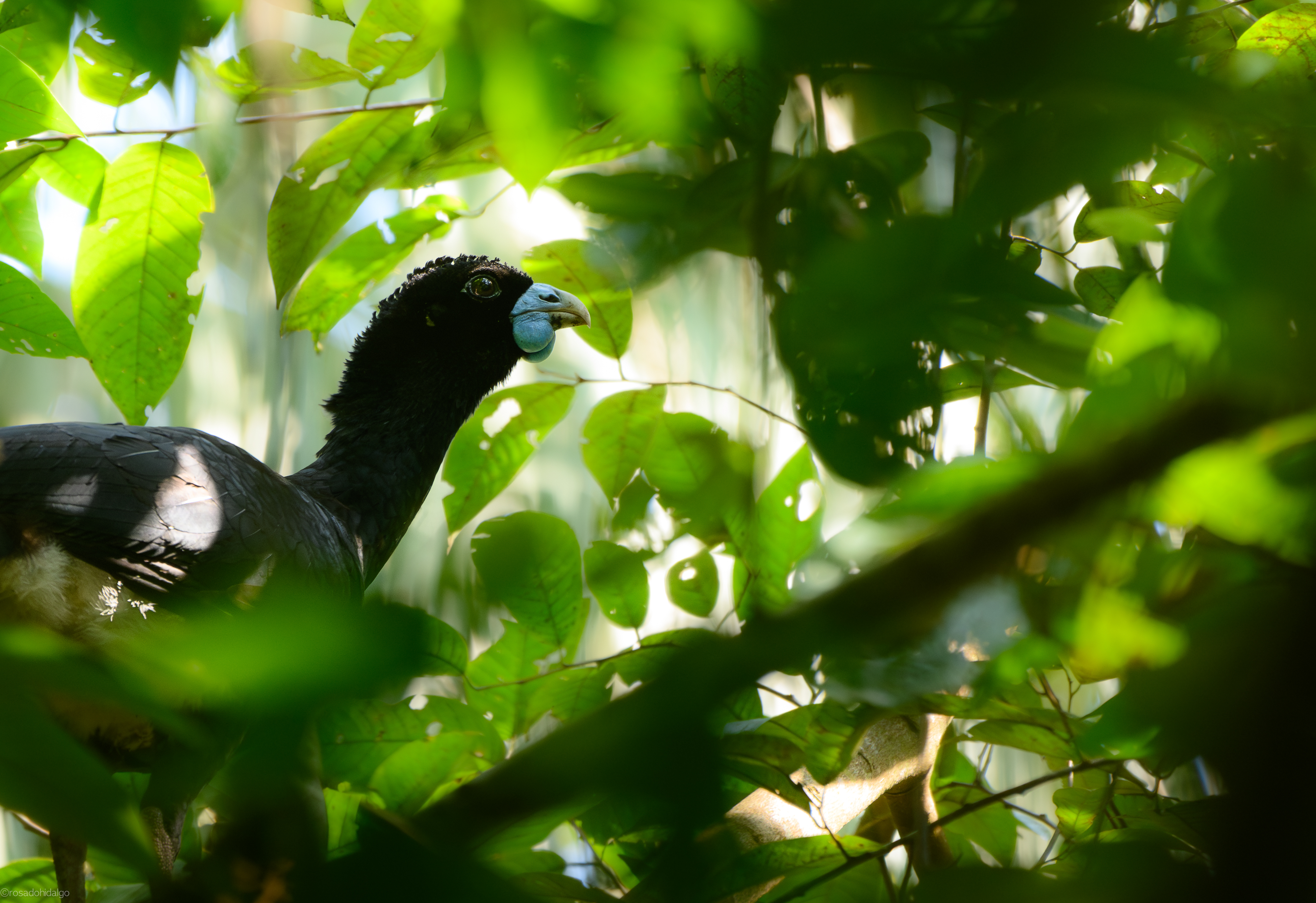 El paujil de pico azul (Crax alberti) es un ave endémica de Colombia en Peligro Crítico de Extinción.