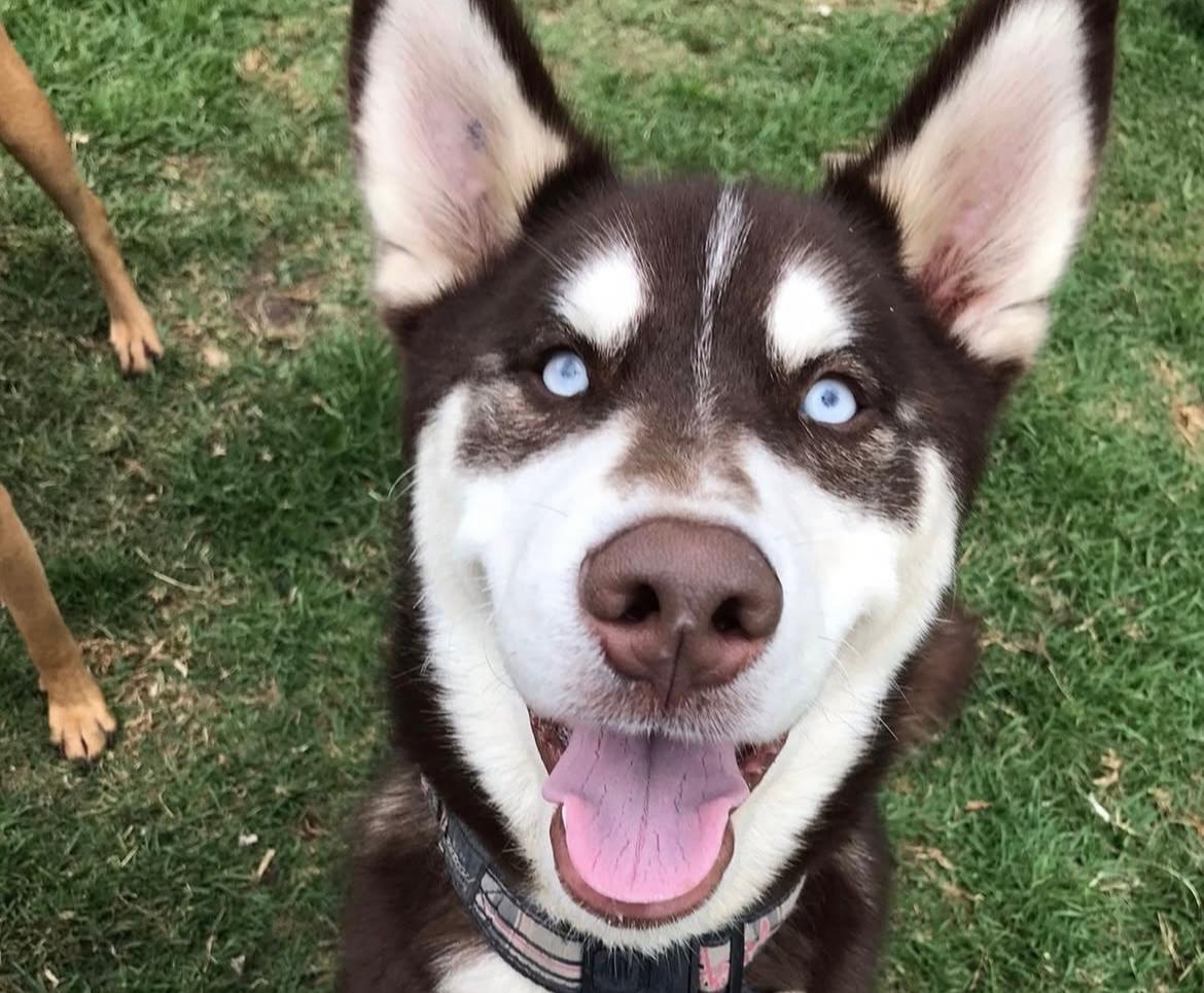 Estas historias demuestran que los perros de raza también terminan en la calle
