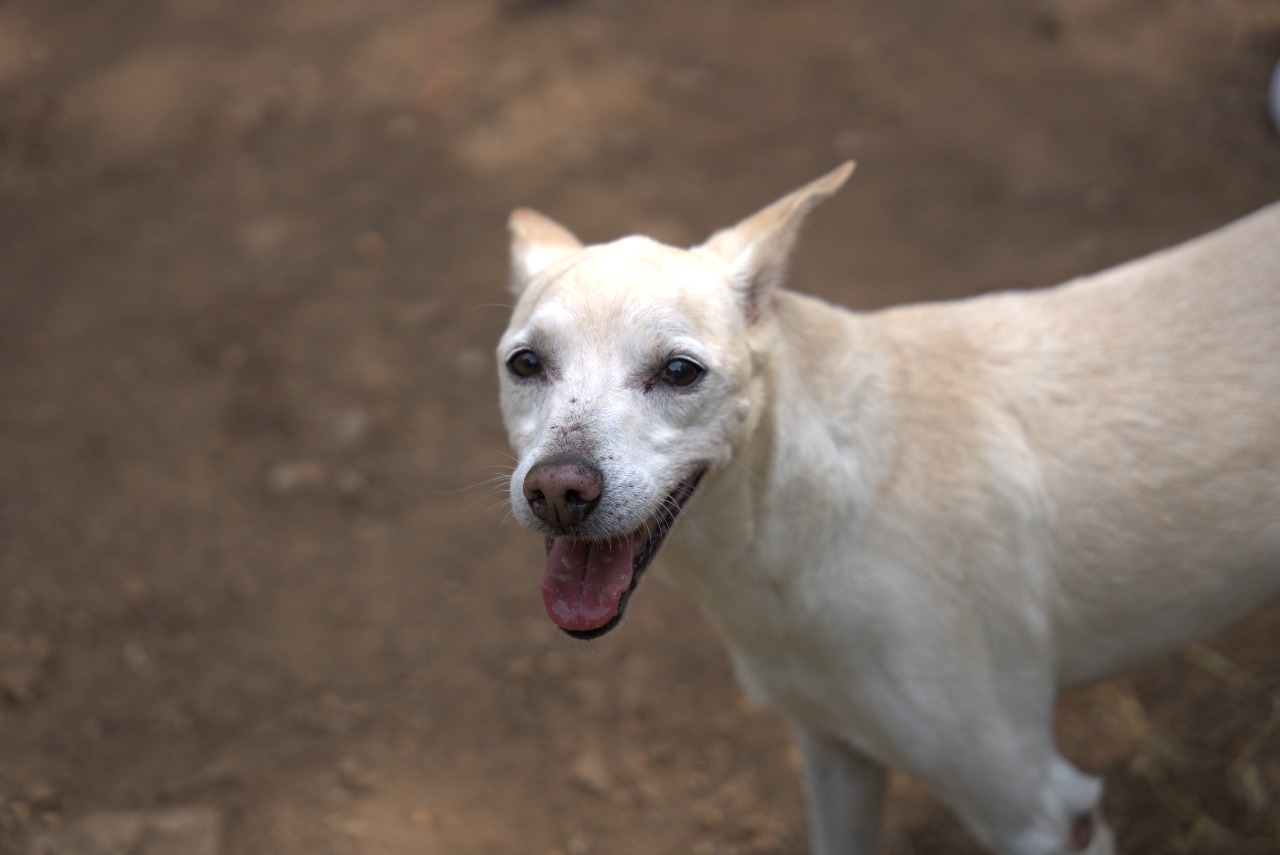 “Prepárelos antes de diciembre”: Cali lanza guía para proteger a las mascotas de la pólvora