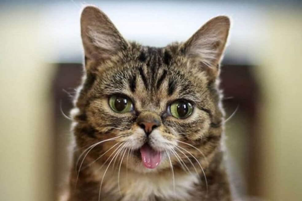 ¿De qué murió Lil Bub, la gata con enanismo más famosa de internet?