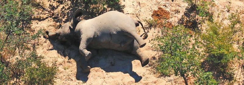 This image provided on July 3, 2020 courtesy of the National Park Rescue charity shows the carcass of one of the many elephants which have died mysteriously in the Okavango Delta in Botswana.  Hundreds of elephants have died mysteriously in Botswana's famed Okavango Delta, the wildlife department said on July 2, 2020, ruling out poaching as the tusks were found intact. The landlocked southern African country has the world's largest elephant population, estimated to be around 130,000. - RESTRICTED TO EDITORIAL USE - MANDATORY CREDIT "AFP PHOTO /NATIONAL PARK RESCUE" - NO MARKETING - NO ADVERTISING CAMPAIGNS - DISTRIBUTED AS A SERVICE TO CLIENTS / AFP / NATIONAL PARK RESCUE / - / RESTRICTED TO EDITORIAL USE - MANDATORY CREDIT "AFP PHOTO /NATIONAL PARK RESCUE" - NO MARKETING - NO ADVERTISING CAMPAIGNS - DISTRIBUTED AS A SERVICE TO CLIENTS