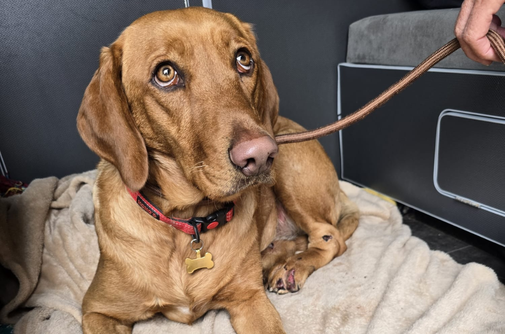 Un rescate inesperado: ardillas salvaron la vida de una perrita atropellada