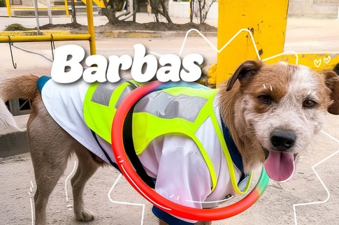 Los “funcionarios” de cuatro patas que integran la Unidad de Mantenimiento Vial de Bogotá