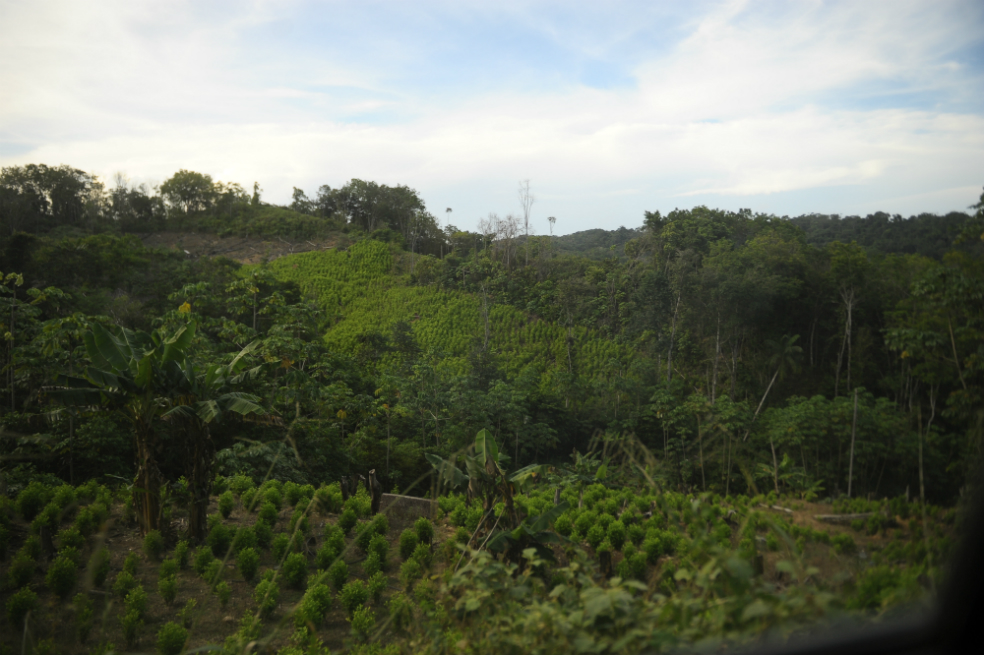 Por qué insisten en establecer una zona veredal en Caño Indio