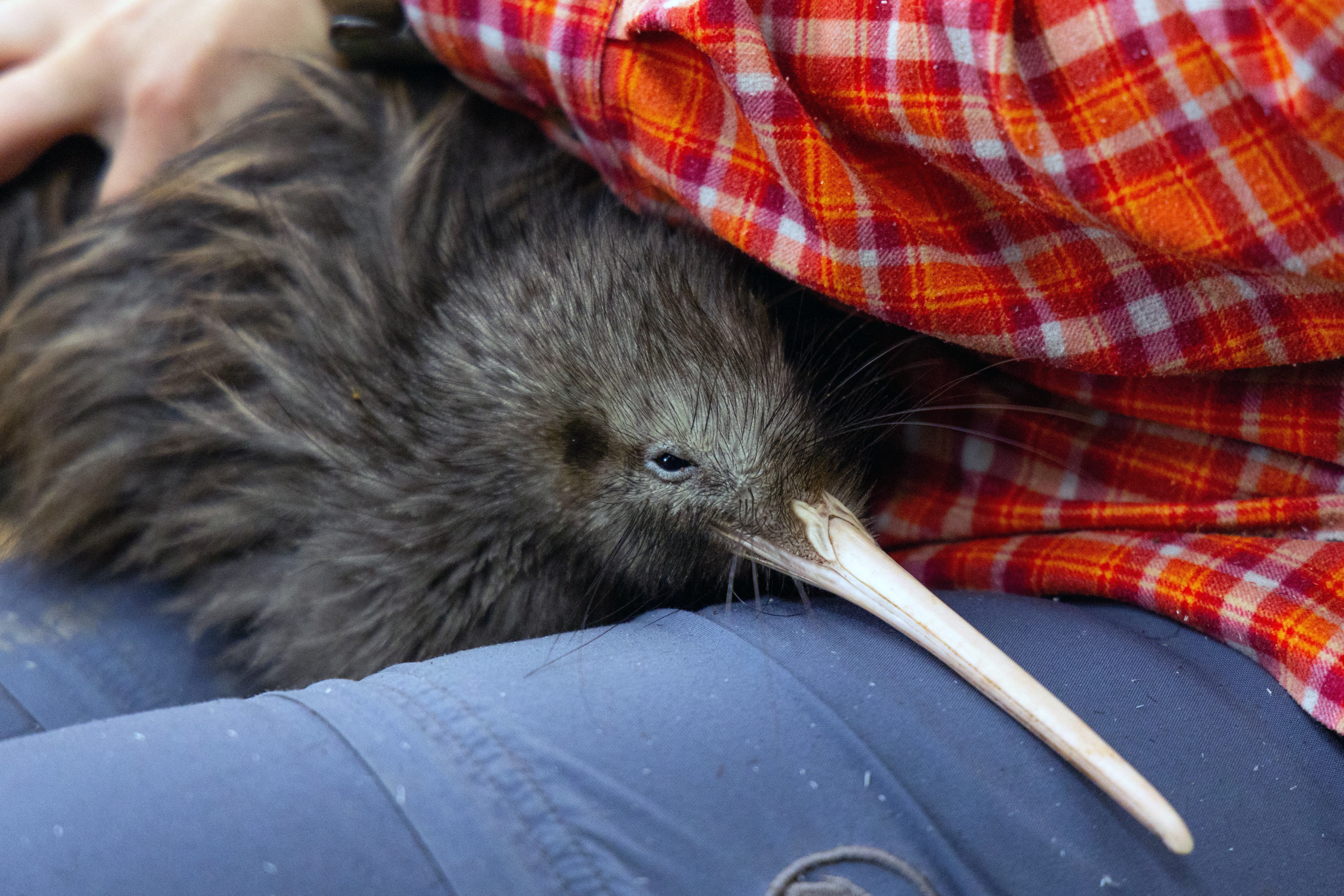 ¿Qué está haciendo Nueva Zelanda para salvar y proteger al kiwi, su icónica ave?