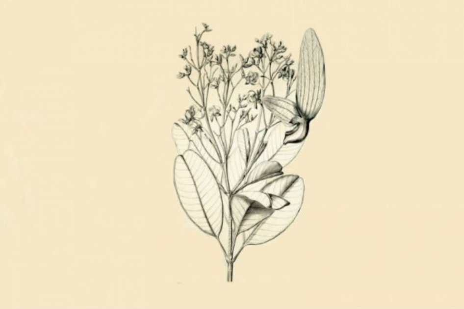 Rama de batí o yapurá (Erisma japura). /Flora Brasiliensis de Martius, 1875