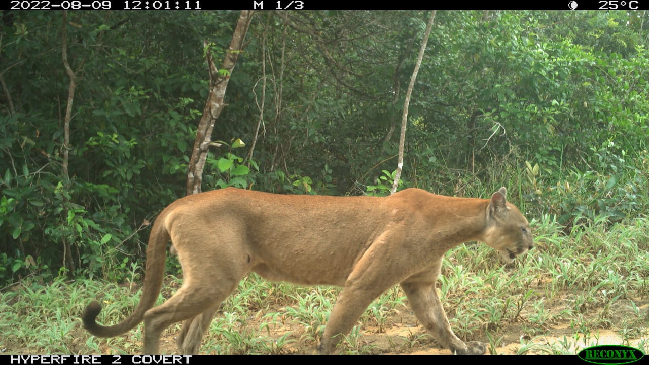 La presencia de las cámaras trampas confirmó la presencia de 3 felinos entre los cuales hay un Puma.