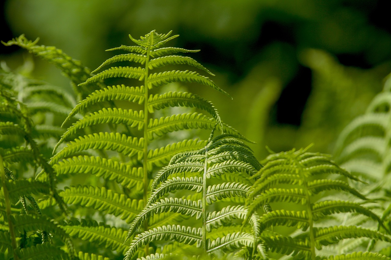 Son plantas que existen desde hace más de 350 millones de años.
