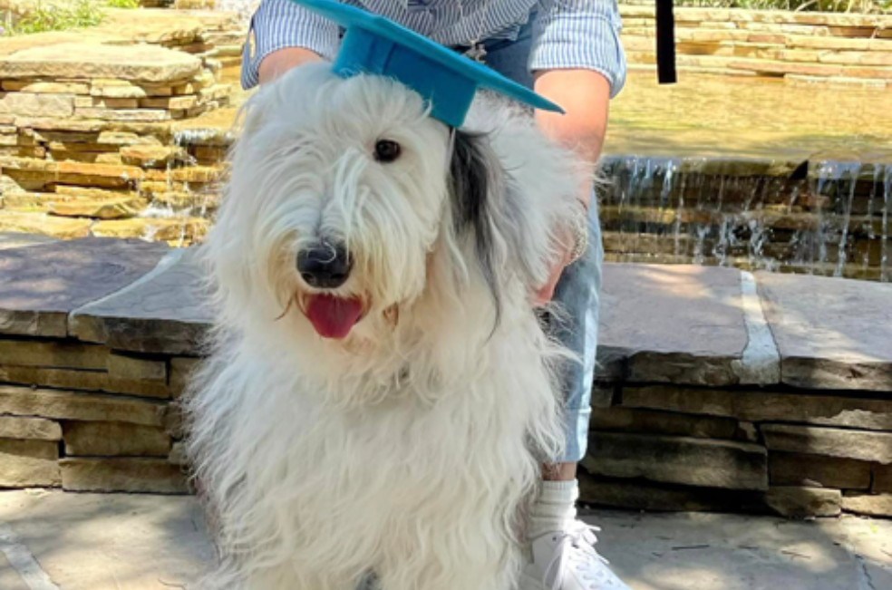Conozca a Wallace, el ganador del premio al perro de terapia del año