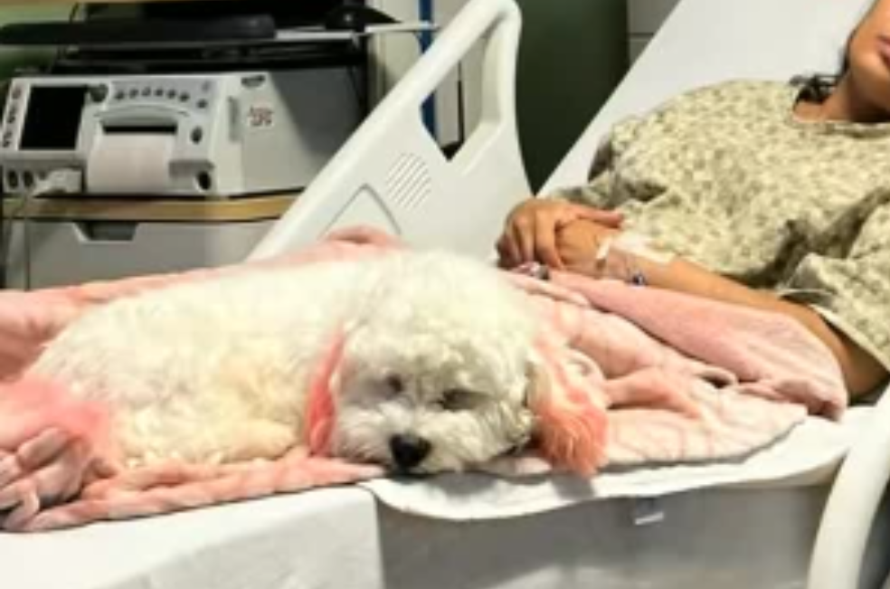 Charli, el perro que no se separa de su dueña tras la pérdida de su bebé