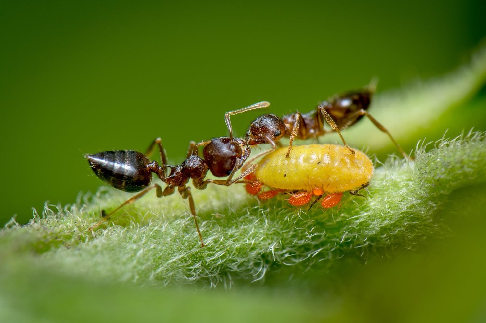 El Fotógrafo del Año fue Viswanath Birje con su imagen de hormigas alimentándose de la melaza excretada por un pulgón amarillo. La foto captura la relación mutualista entre las hormigas y el pulgón.