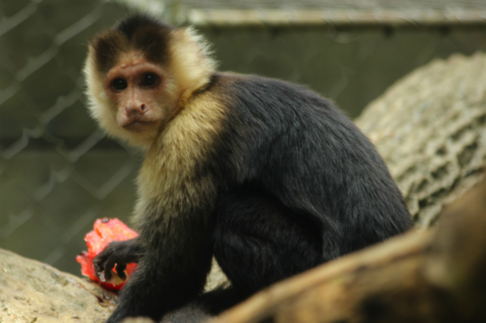 Para el caso de los osos, que son especies más grandes, el tamaño del helado es distinto. Estos animales son omnívoros, es decir, se alimenta solo de frutas y verduras, por lo que sus cuidadores hacen combinaciones entre dichos alimentos y otros complementos dietarios proteínicos.
