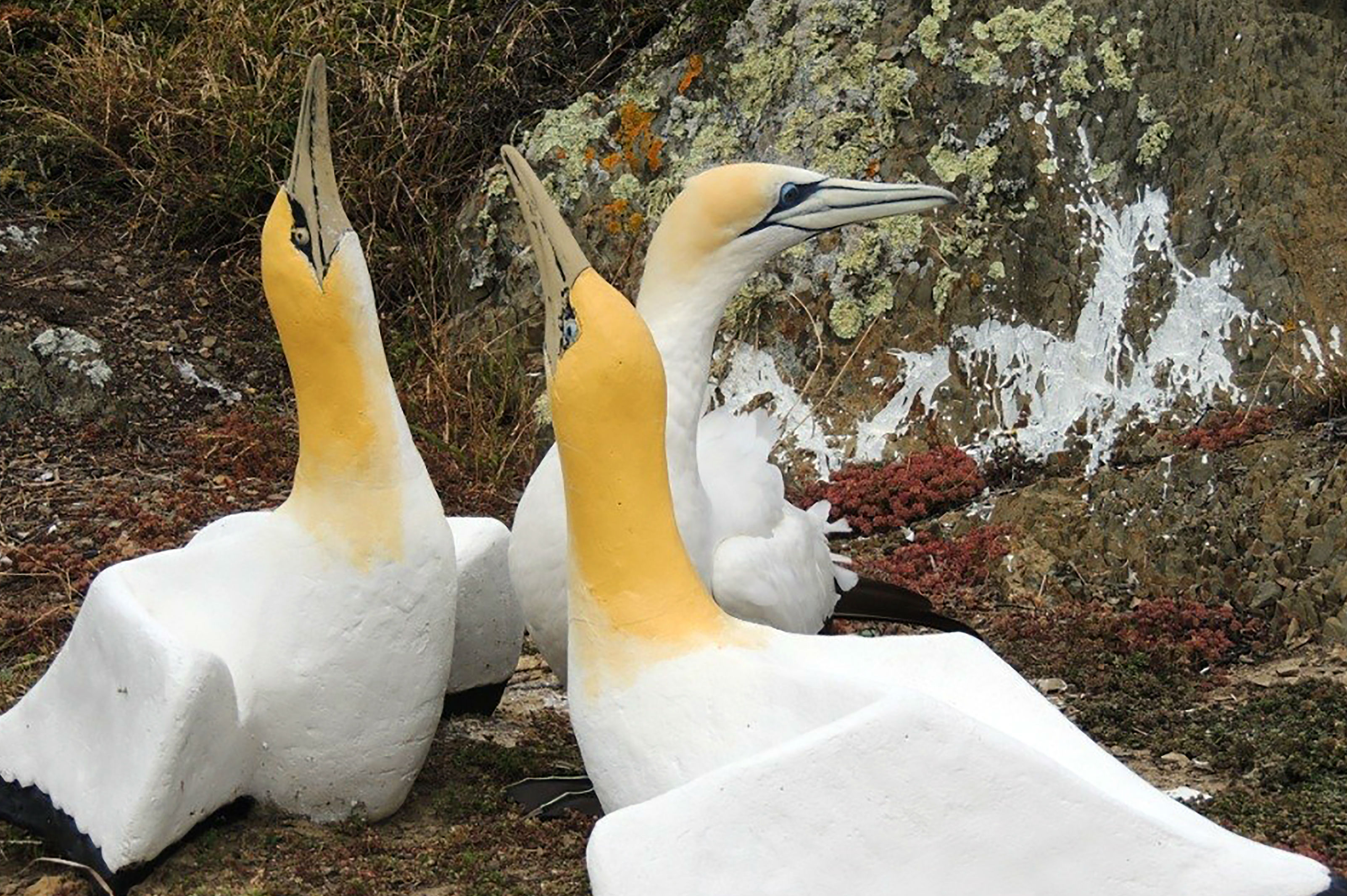 Muere en Nueva Zelanda el "pájaro más solitario del mundo"