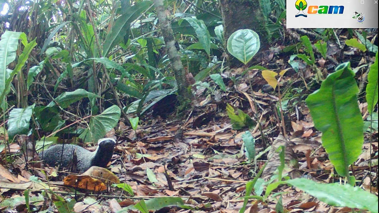 Un venado, un puercoespín y un hurón fueron registrados, por primera vez, en Huila