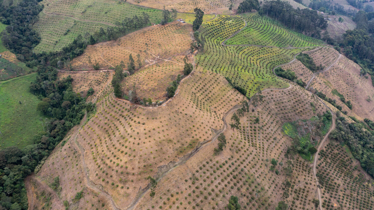 Detrás de las 35.000 hectáreas de aguacate hass en el país también hay firmas extranjeras