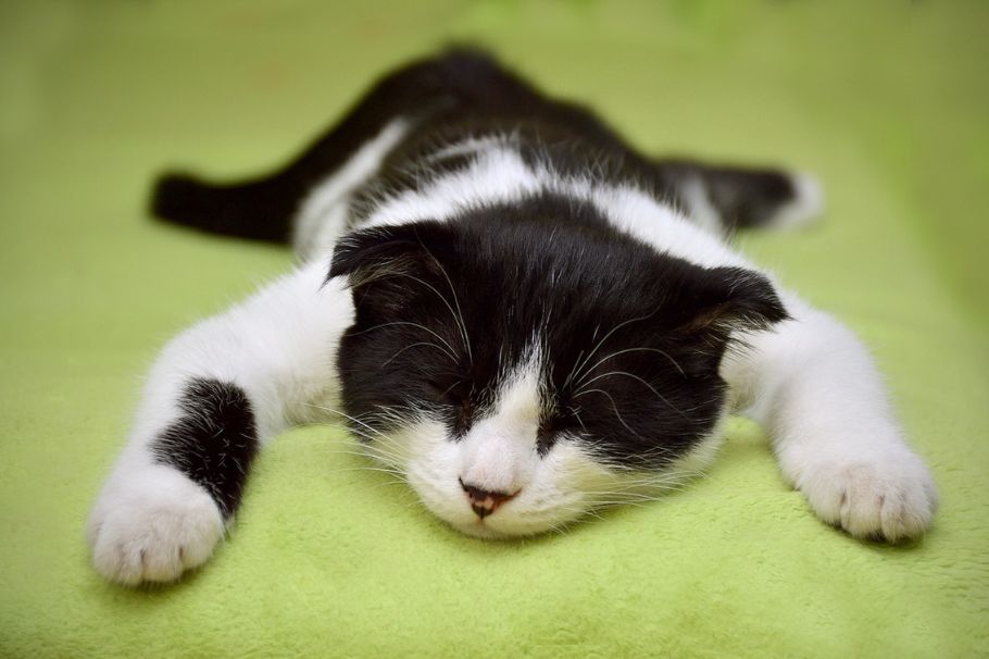 ¿Por qué es bueno dormir con gatos?