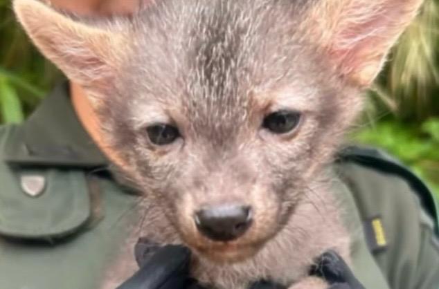 Rescatan a perro zorro que era tratado como mascota en Bucaramanga
