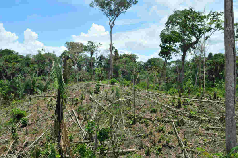 Narcotráfico y grupos armados, responsables de deforestación