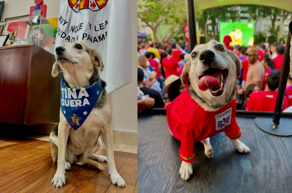 Tina Quera: la “alcaldesa” perruna que conquista corazones en Panamá