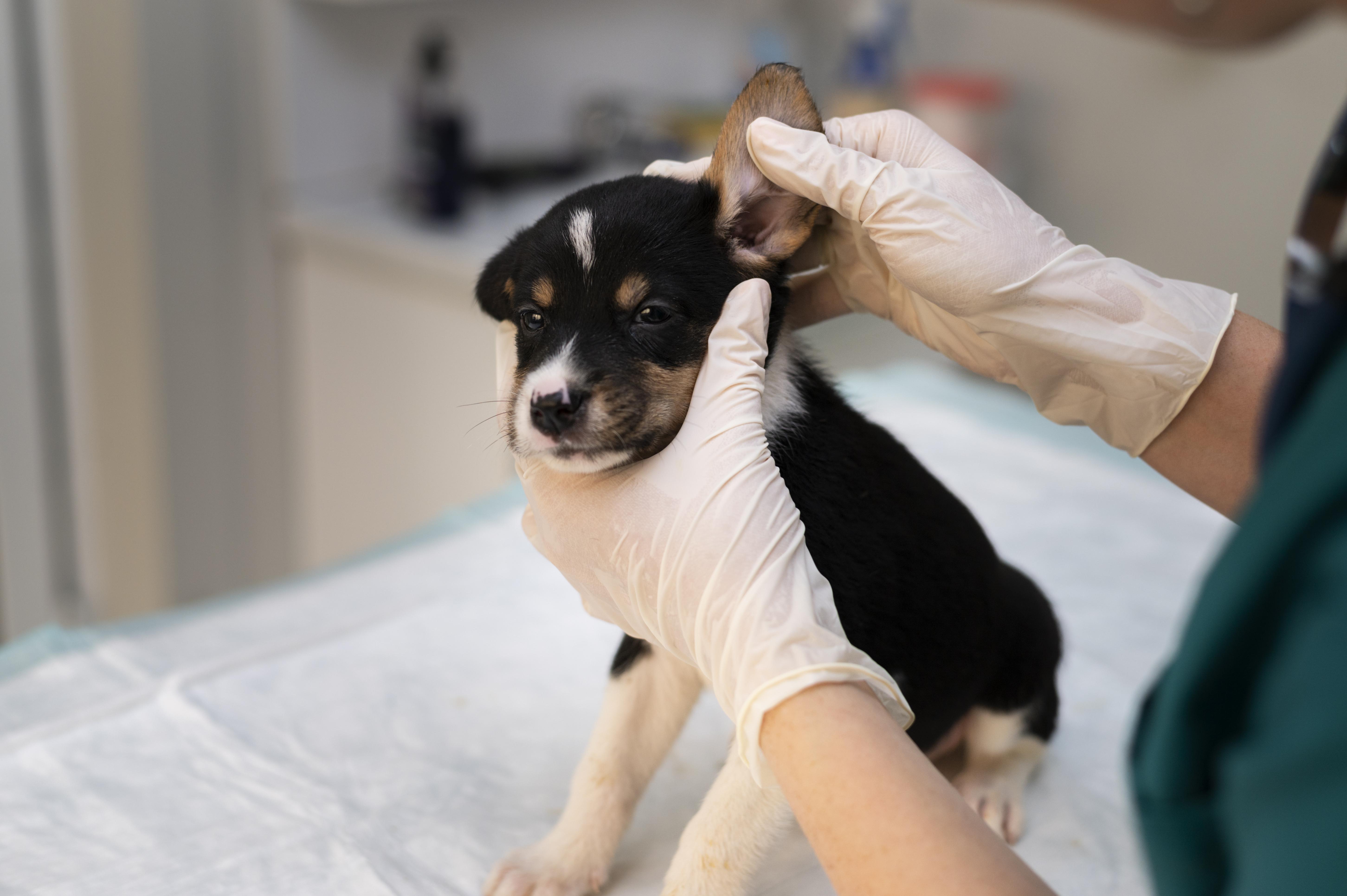 Ser veterinario no es nada fácil: estas son las cargas mentales de la profesión