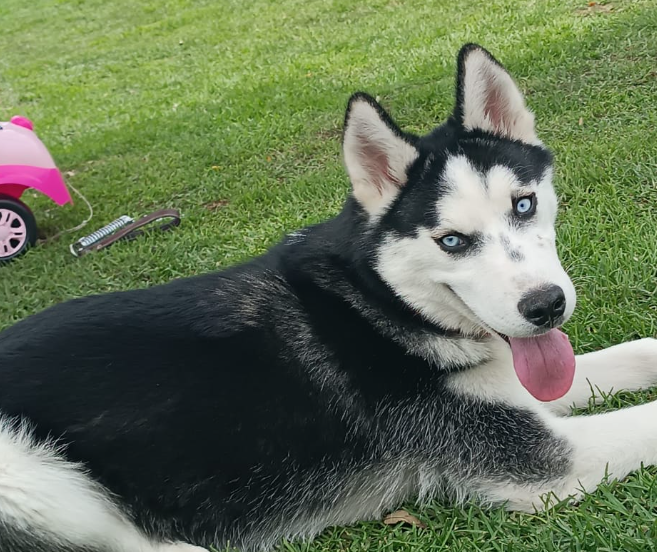 Perrita con ojos azules mira a la cámara.