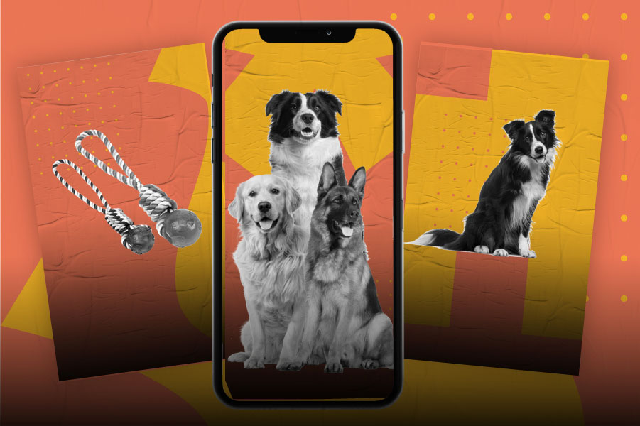 Las 3 razas de perros más inteligentes