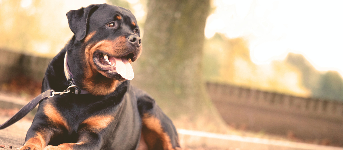 5 razas de perros que son buenos guardianes para cuidar la casa | Revista  Cromos