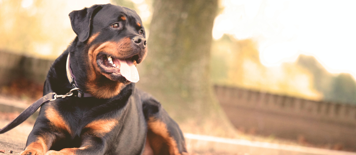 5 razas de perros que son buenos guardianes para cuidar la casa