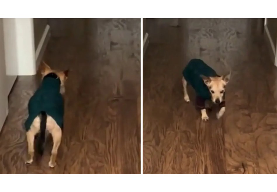 Perrito de 16 años con demencia canina conmueve al recordar su rutina nocturna