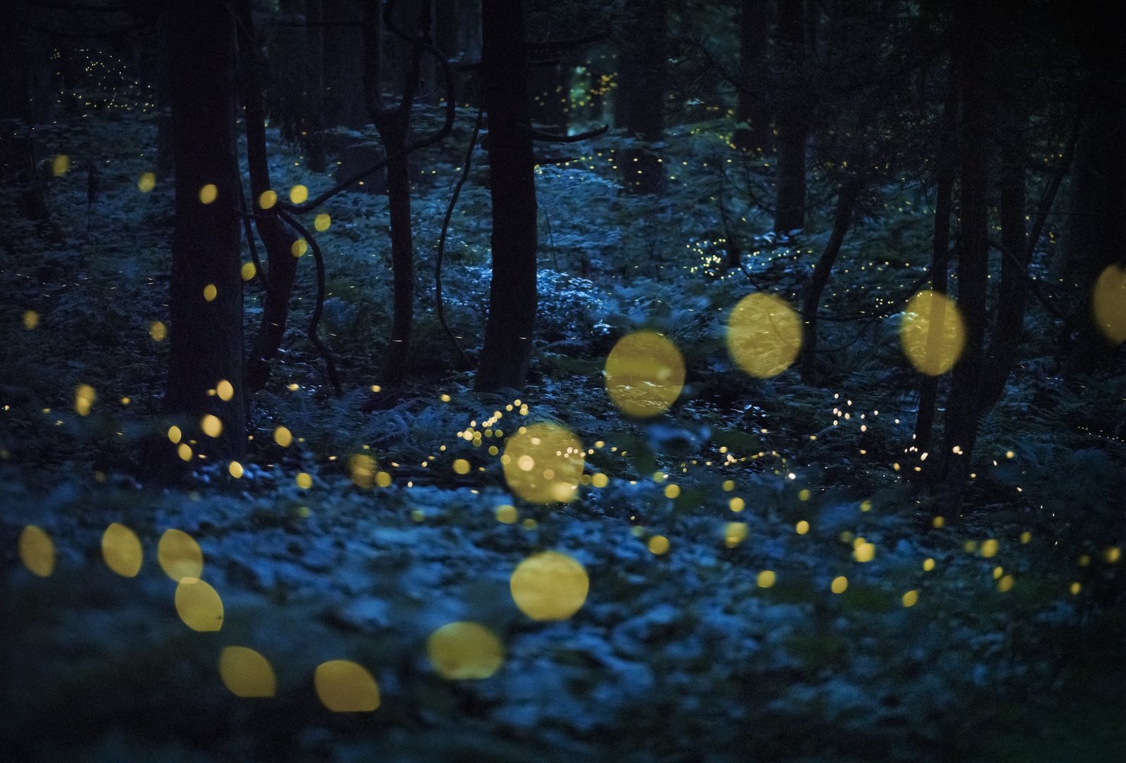 Bosque de polvo de estrellas.