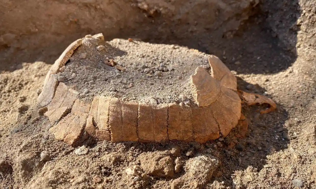 Encuentran restos de una tortuga «embarazada» en las ruinas de Pompeya