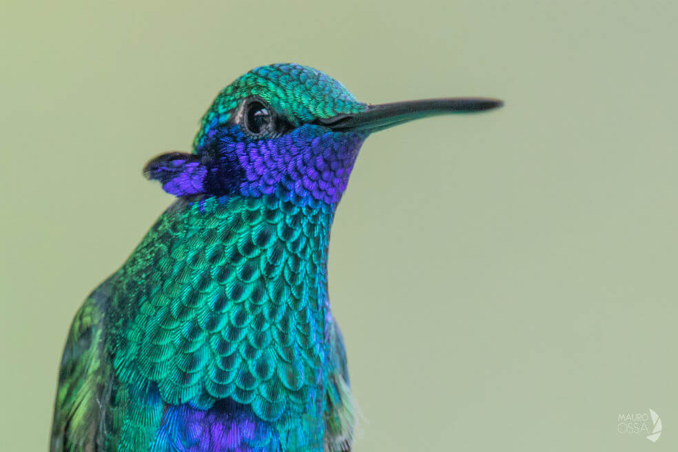 Las increíbles fotografías de pájaros que dejó el Global Big Day en Colombia