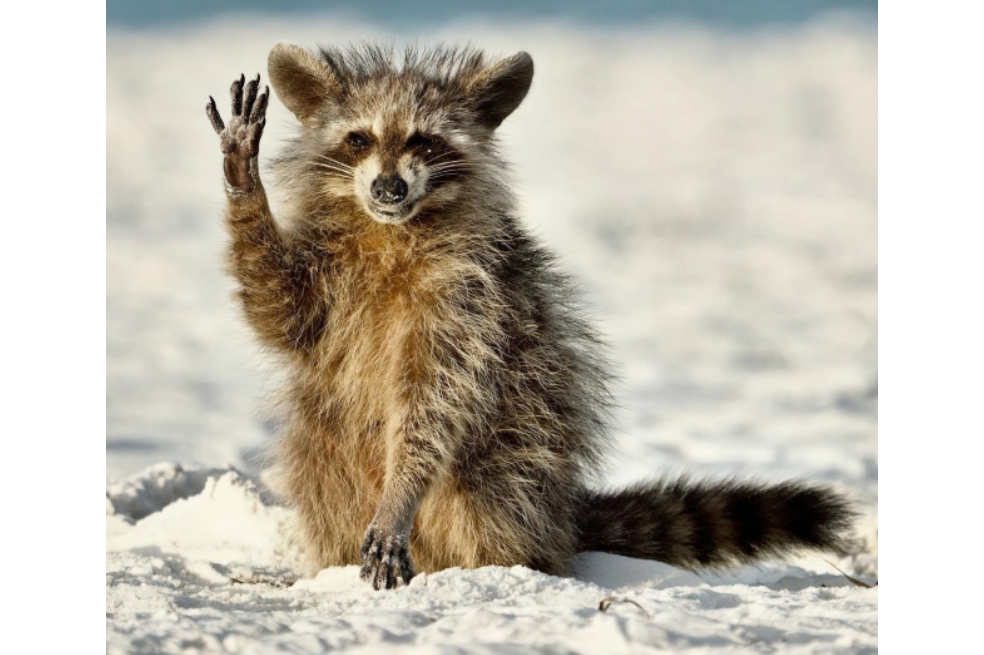 Las finalistas del concurso que premia la foto más graciosa de la naturaleza