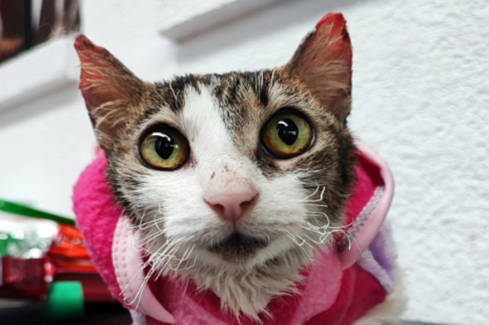 Gatos rescatados del incendio en Santa Marta llegaron a Bogotá, ¿cómo puede ayudarlos?