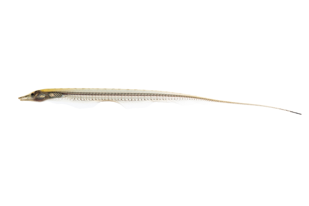 Gymnorhamphichthys bogardusae