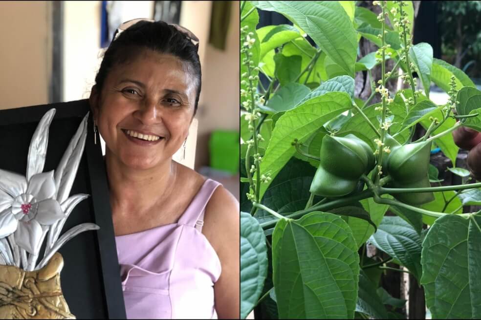 (Pódcast) De cartógrafa de las Farc a cultivadora de sacha inchi