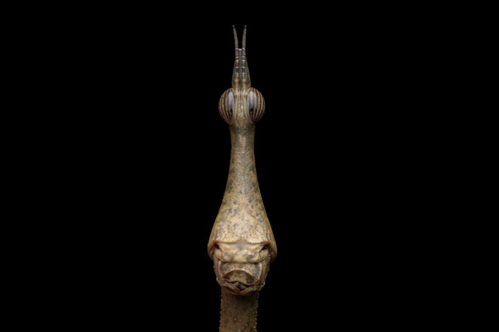 Categoría Retrato de invertebrados: Palo de saltar
Tibor Molnar fotografió a este ejemplar, que en parte es saltamontes y en parte un insecto palo.