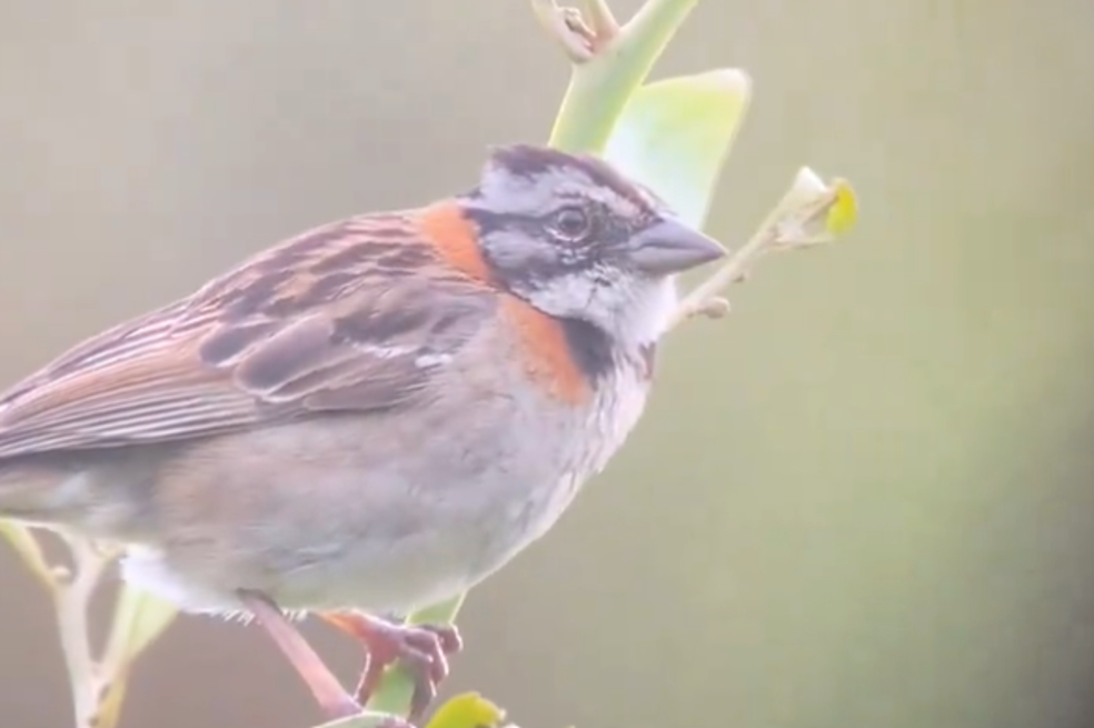 Recomendaciones para cuidar a la fauna durante el Festival Estéreo Picnic