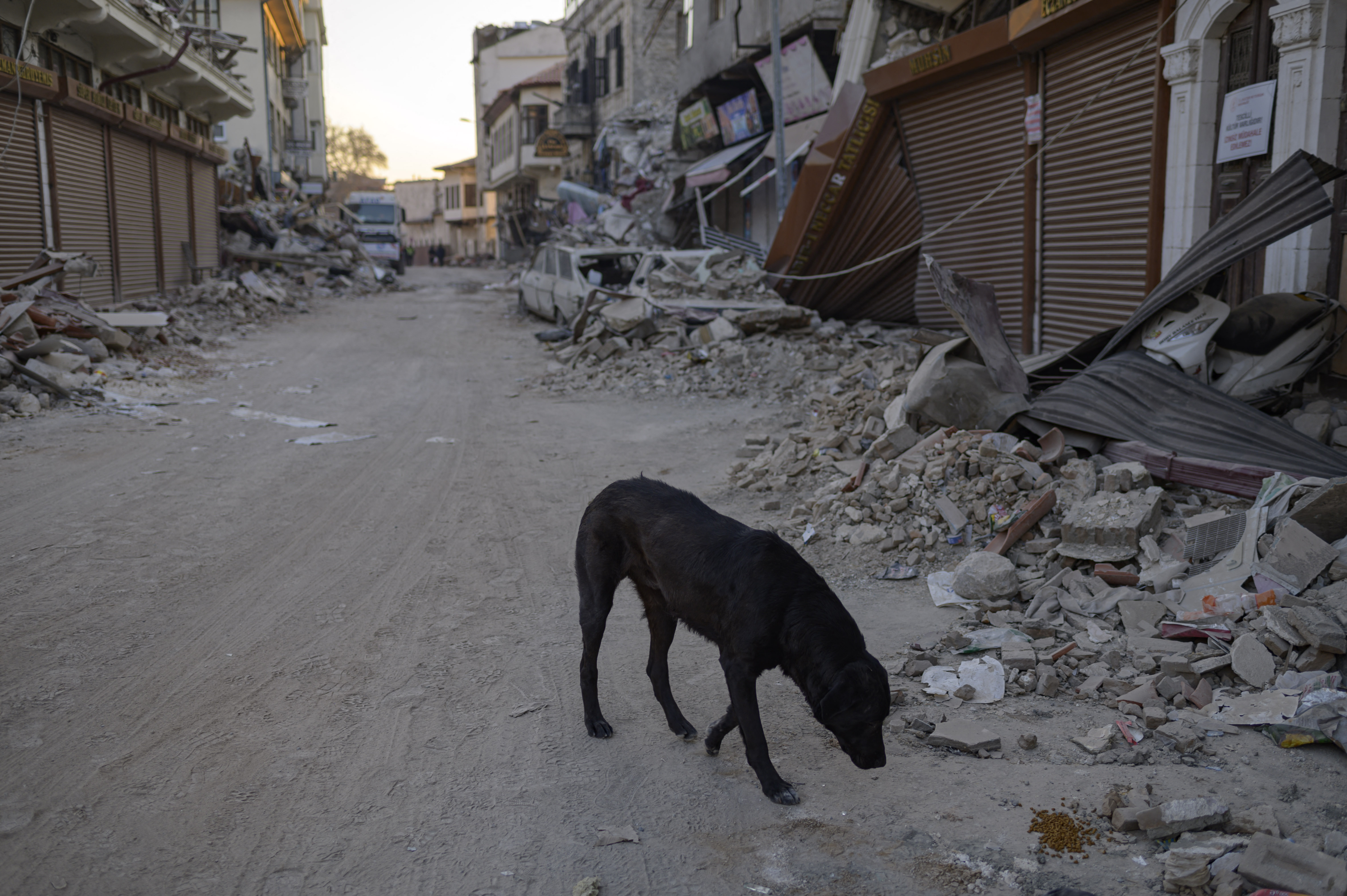 Desde que el sismo de magnitud 7,8 sacudió la región el pasado 6 de febrero, dejando más de 45.000 muertos en Turquía y Siria, cientos de gatos, perros, conejos y pájaros siguen atrapados bajo los escombros que dejó el devastador terremoto.