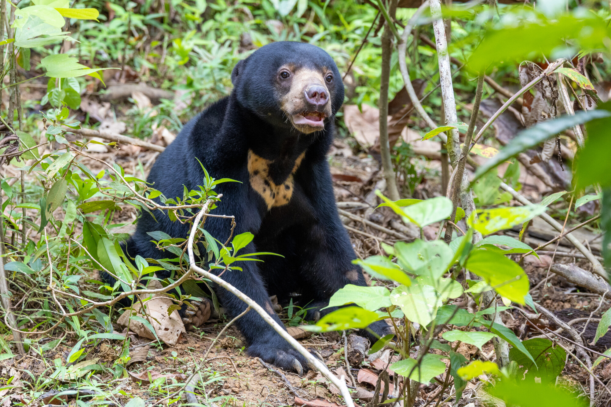 El país protege especies emblemáticas como el orangután, el oso malayo y el rinoceronte de Sumatra. Malasia